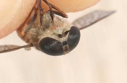 Hybomitra distinguenda